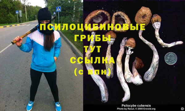 шишки Карпинск